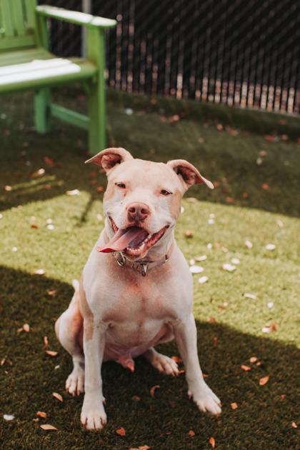 91862a Prince Hunky Dory - Adoption Ambassador, a Adoptable mixed breed in North Charleston, SC image 1/3