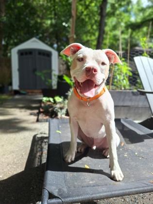 91862a Prince Hunky Dory - Adoption Ambassador, a Adoptable mixed breed in North Charleston, SC image 2/3
