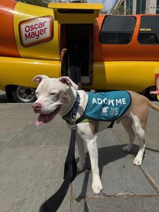 91862a Prince Hunky Dory - Adoption Ambassador, a Adoptable mixed breed in North Charleston, SC image 2/3