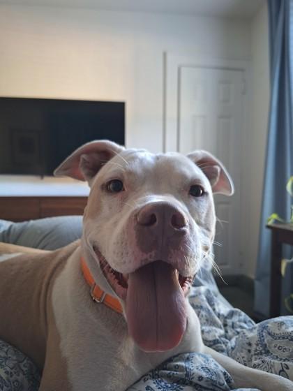 91862a Prince Hunky Dory - Adoption Ambassador, a Adoptable mixed breed in North Charleston, SC image 3/3