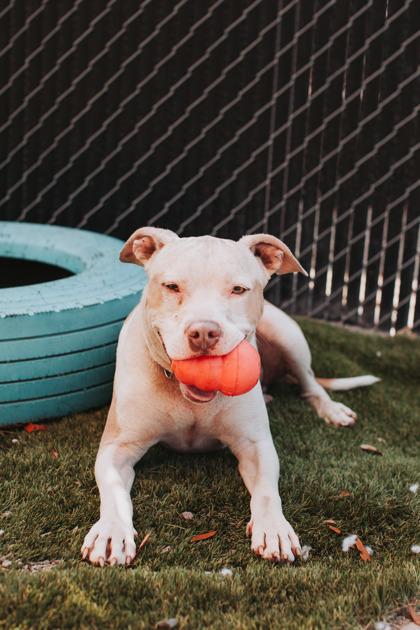 91862a Prince Hunky Dory - Adoption Ambassador, a Adoptable mixed breed in North Charleston, SC image 3/3