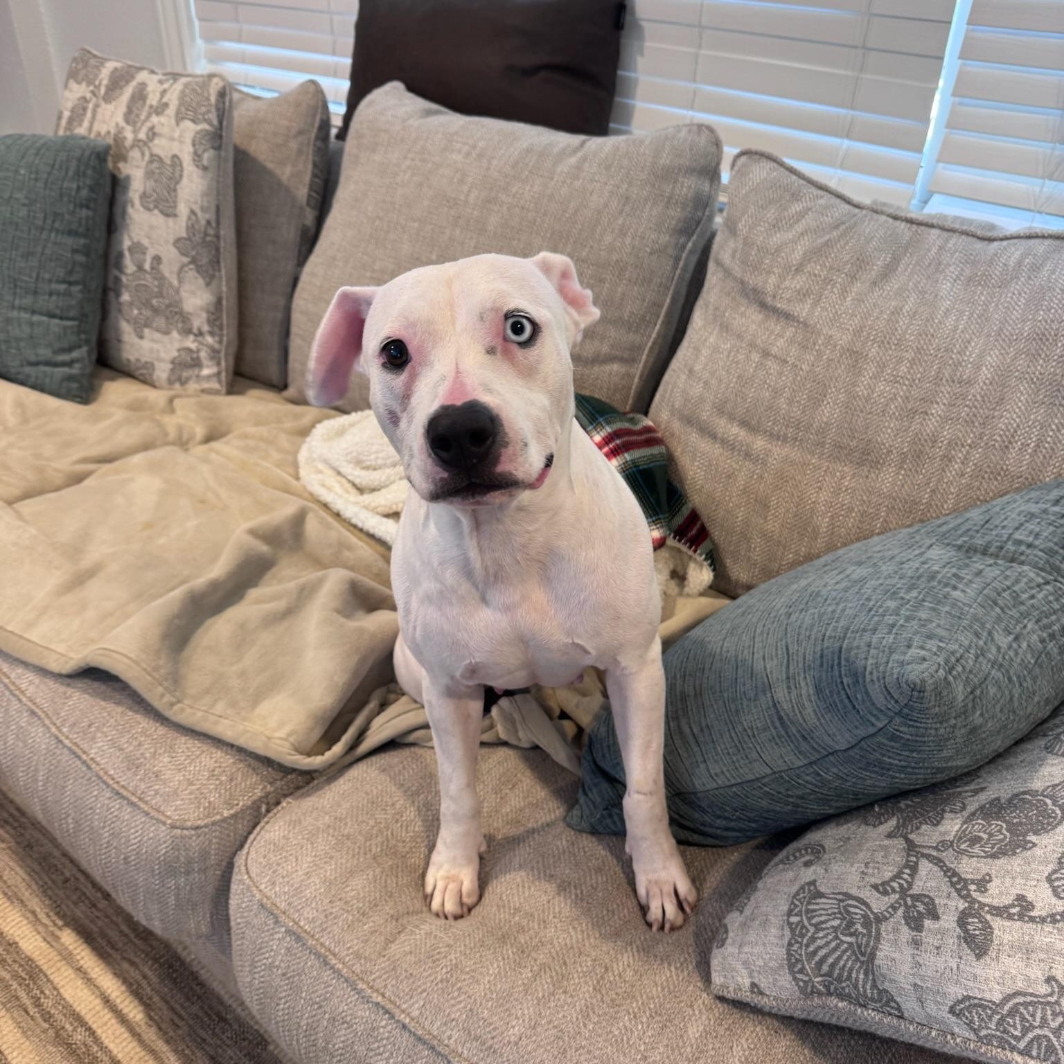 Enlarge Hope, a Adoptable mixed breed in Portage, WI image 6/6