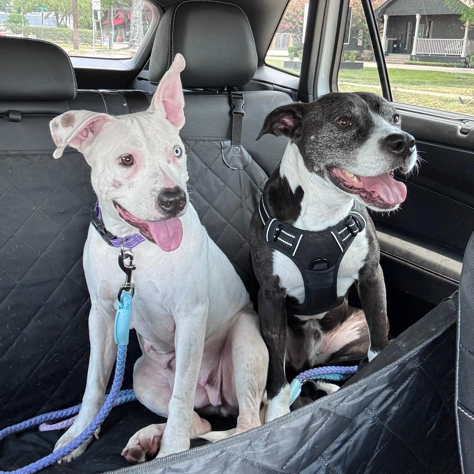 Hope, Adoptable, Young Female American Staffordshire Terrier & Pit Bull Terrier.