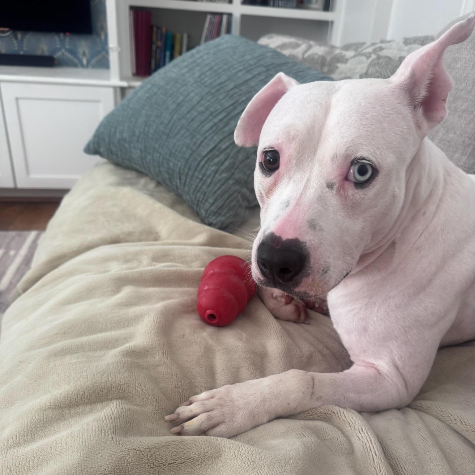 Enlarge Hope, a Adoptable mixed breed in Portage, WI image 4/6