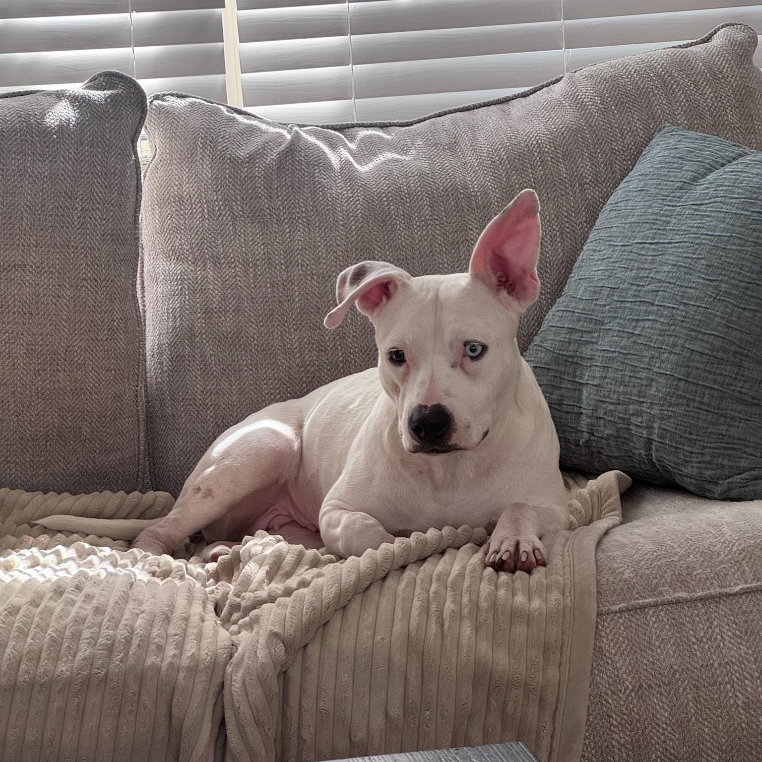 Enlarge Hope, a Adoptable mixed breed in Portage, WI image 2/6
