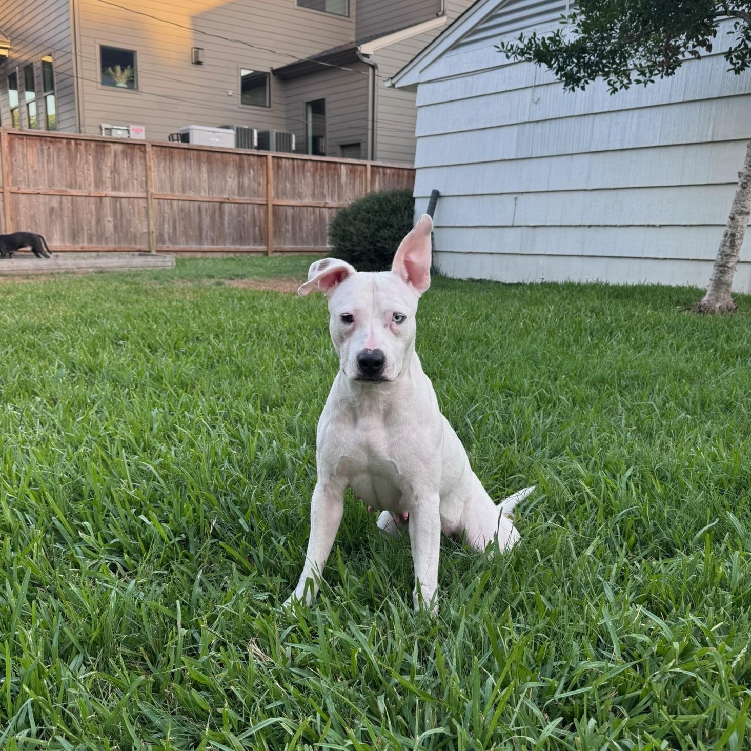 Enlarge Hope, a Adoptable mixed breed in Portage, WI image 3/6