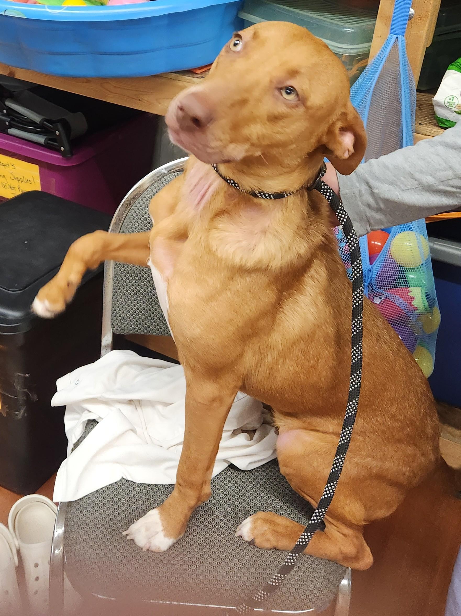 Miranda, ADOPTABLE, Young Female Australian Kelpie.