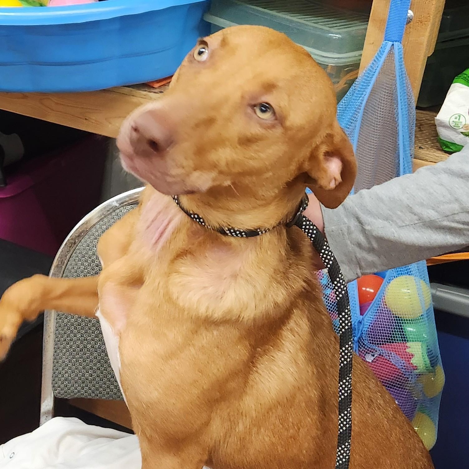 Miranda, a ADOPTABLE mixed breed in Mauston, WI image 2/3