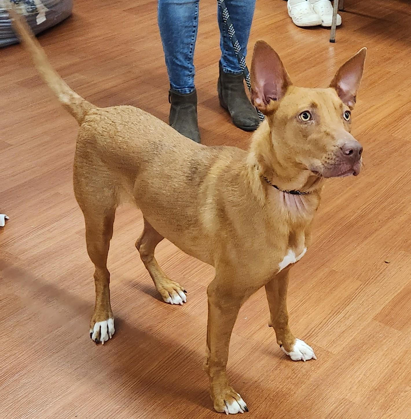 Enlarge Miranda, a ADOPTABLE mixed breed in Mauston, WI image 2/2