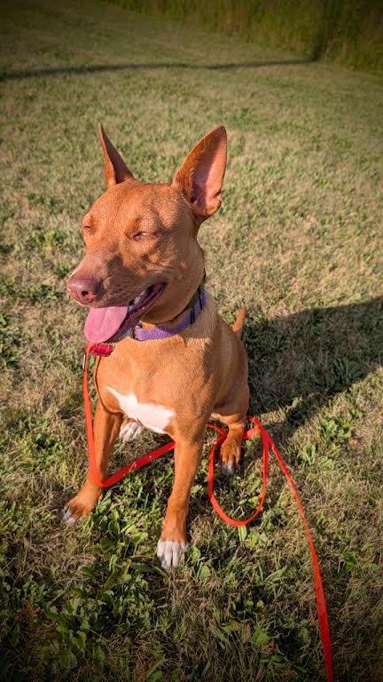 Miranda, a ADOPTABLE mixed breed in Mauston, WI image 1/3