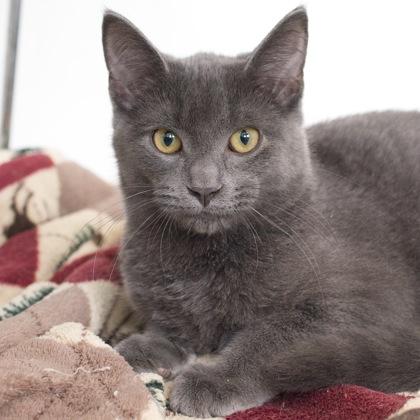 Dusty, Adoptable, Kitten Male Domestic Short Hair & Domestic Short Hair.