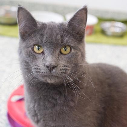 Enlarge Dusty, a Adoptable Domestic Short Hair in Verona, WI image 2/3