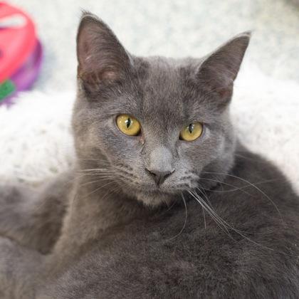 Dusty, Adoptable, Kitten Male Domestic Short Hair & Domestic Short Hair.