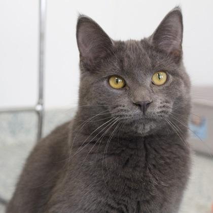 Enlarge Dusty, a Adoptable Domestic Short Hair in Verona, WI image 2/3