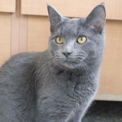Enlarge Dusty, a Adoptable Domestic Short Hair in Verona, WI image 3/3