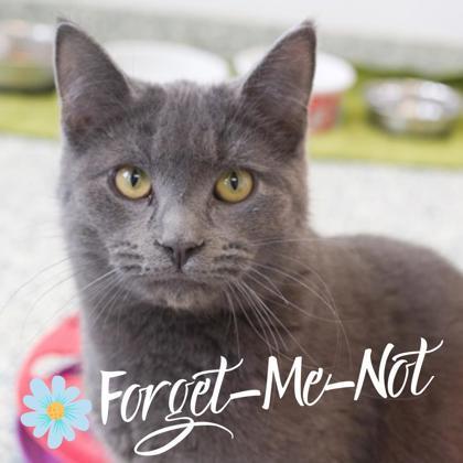 Enlarge Dusty, a Adoptable Domestic Short Hair in Verona, WI image 3/3