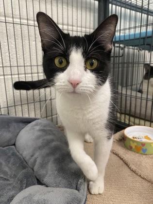 Aurora, Adoptable, Adult Female Domestic Short Hair & Domestic Short Hair.