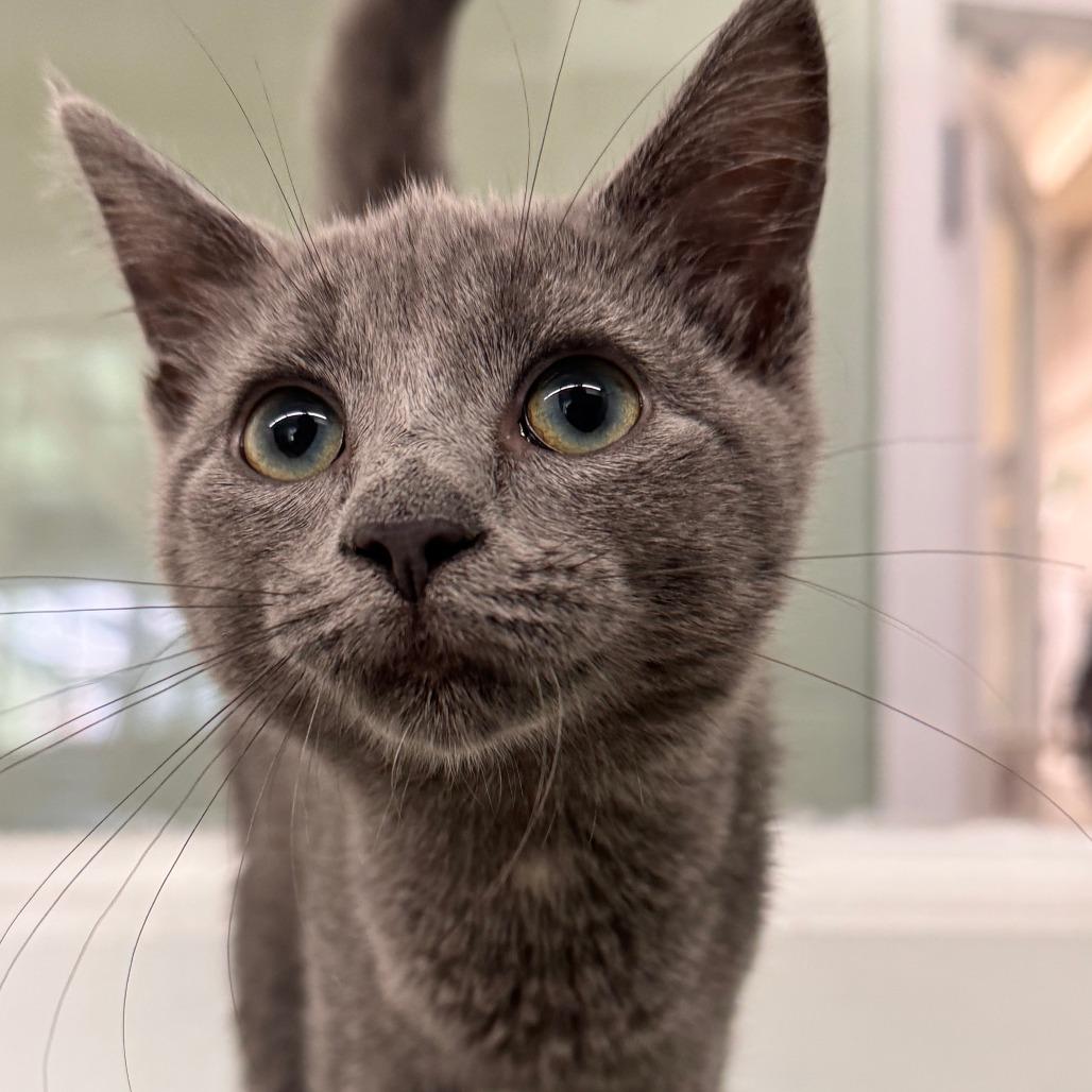 Petunia, Adoptable, Kitten Female Domestic Short Hair.