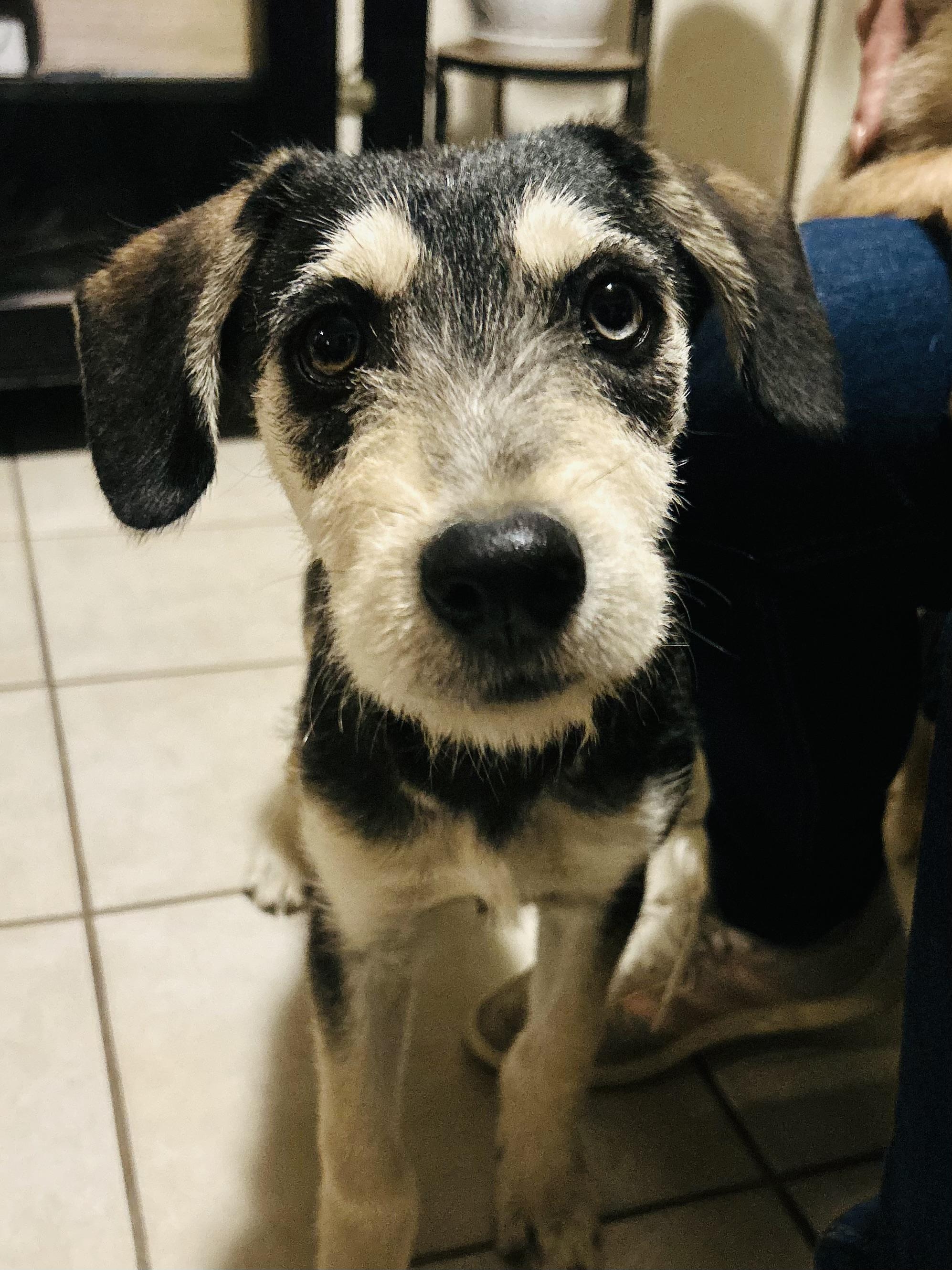 Pipo, ADOPTABLE, Young Male Schnauzer & Border Terrier.