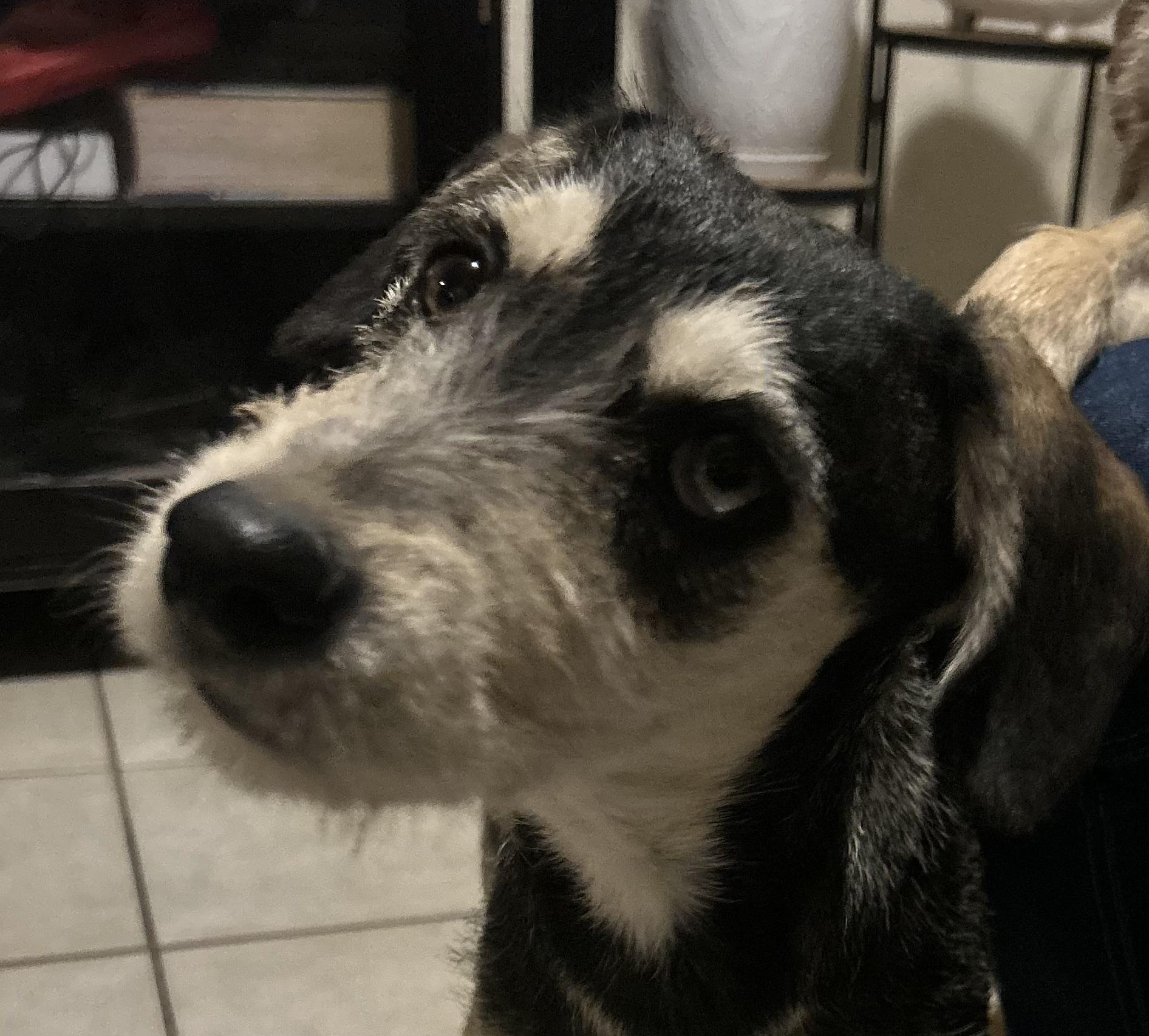 Enlarge Pipo, a ADOPTABLE mixed breed in San Diego, CA image 2/5