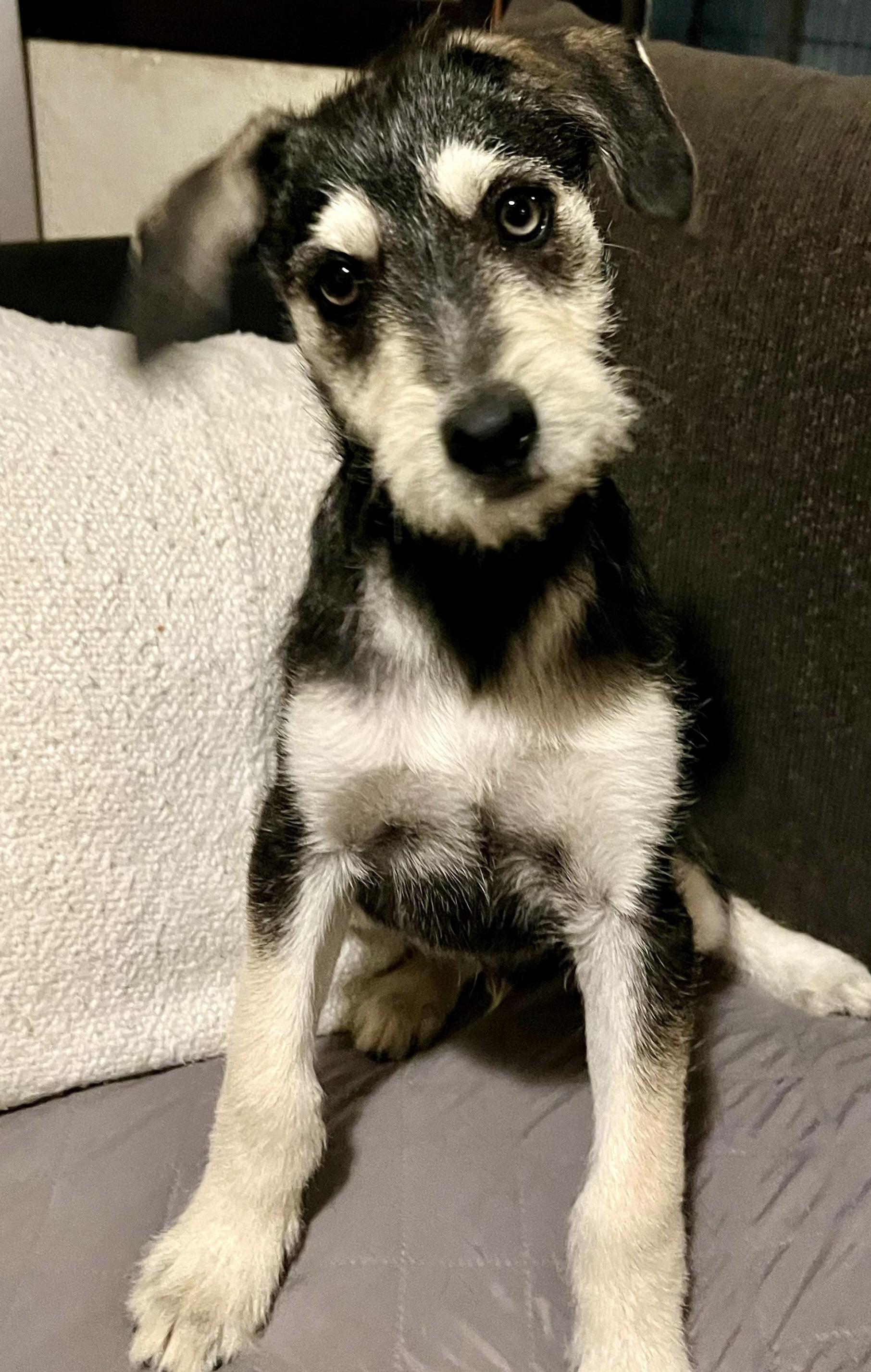 Enlarge Pipo, a ADOPTABLE mixed breed in San Diego, CA image 4/5