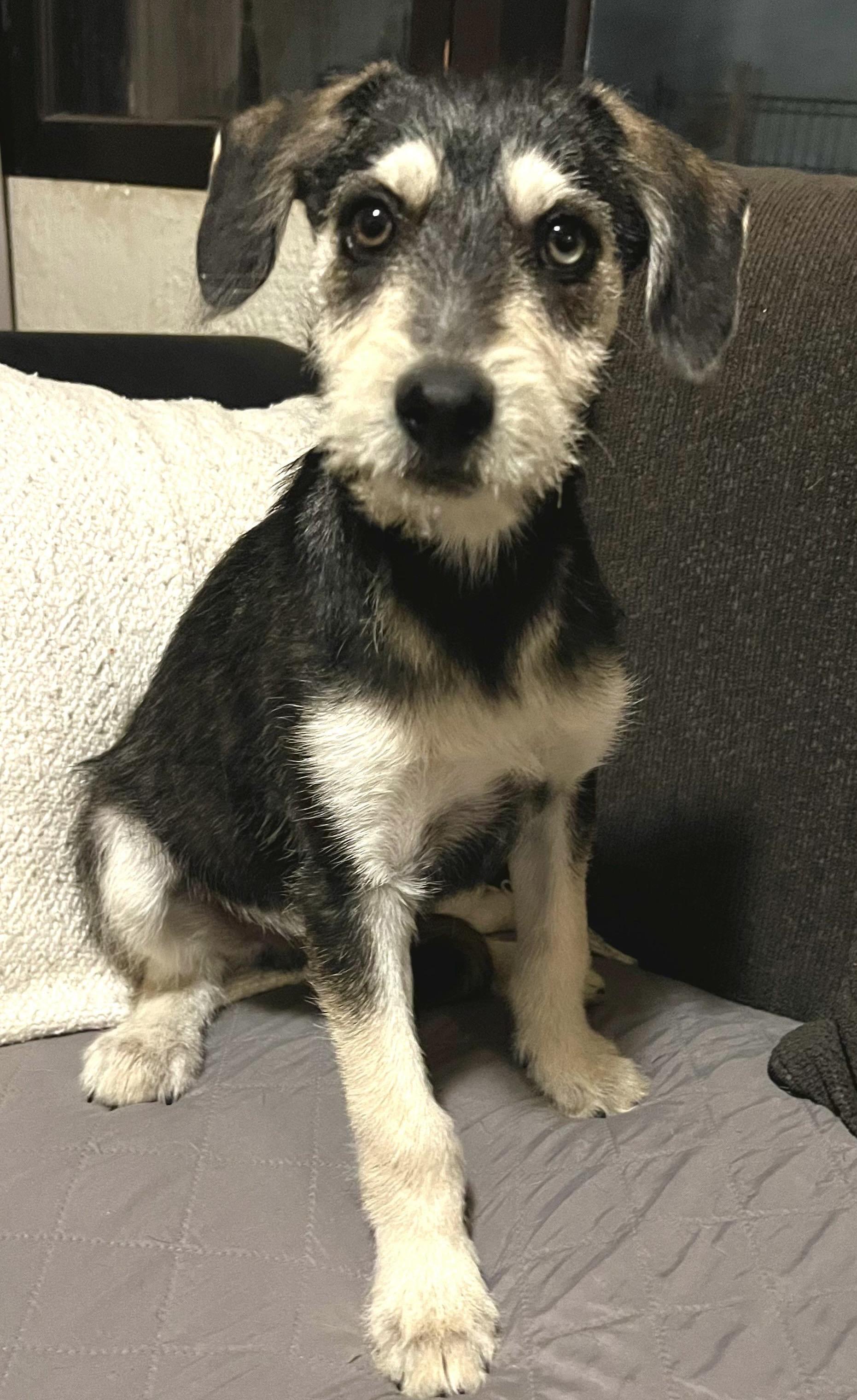 Enlarge Pipo, a ADOPTABLE mixed breed in San Diego, CA image 3/5