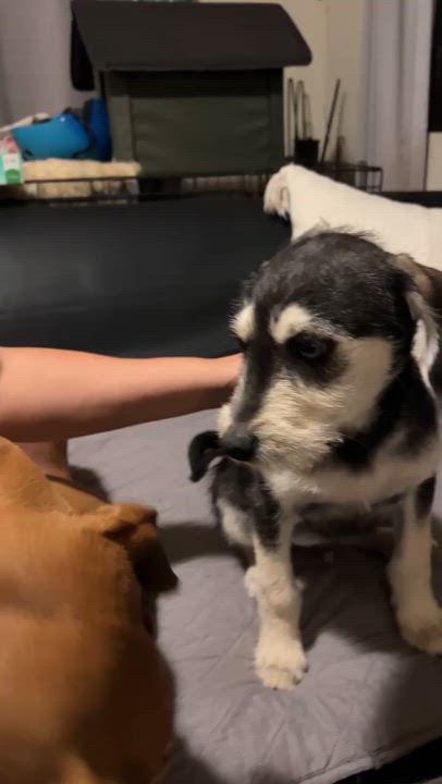 Enlarge Pipo, a ADOPTABLE mixed breed in San Diego, CA video 5/5