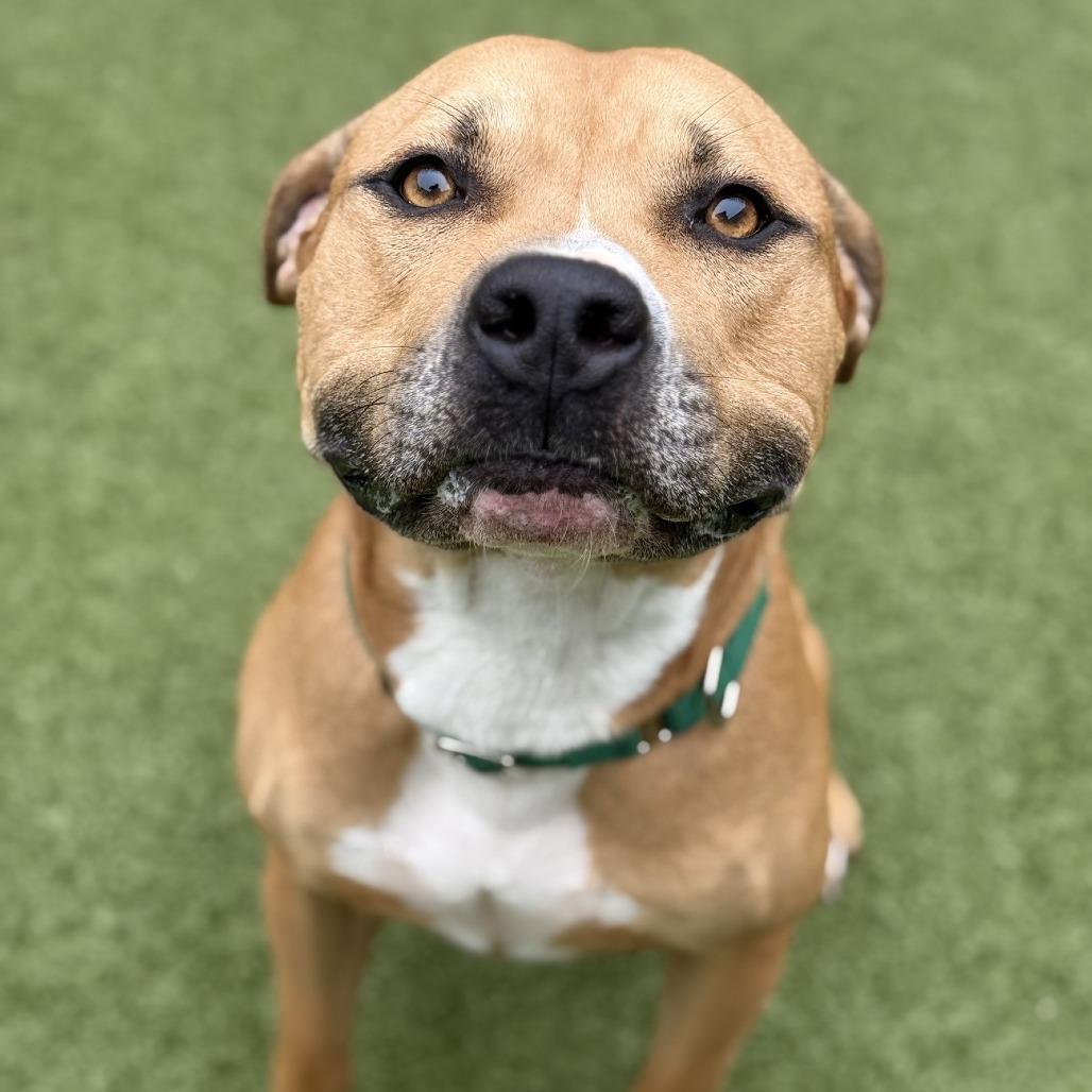Lane, Adoptable, Adult Male Pit Bull Terrier.