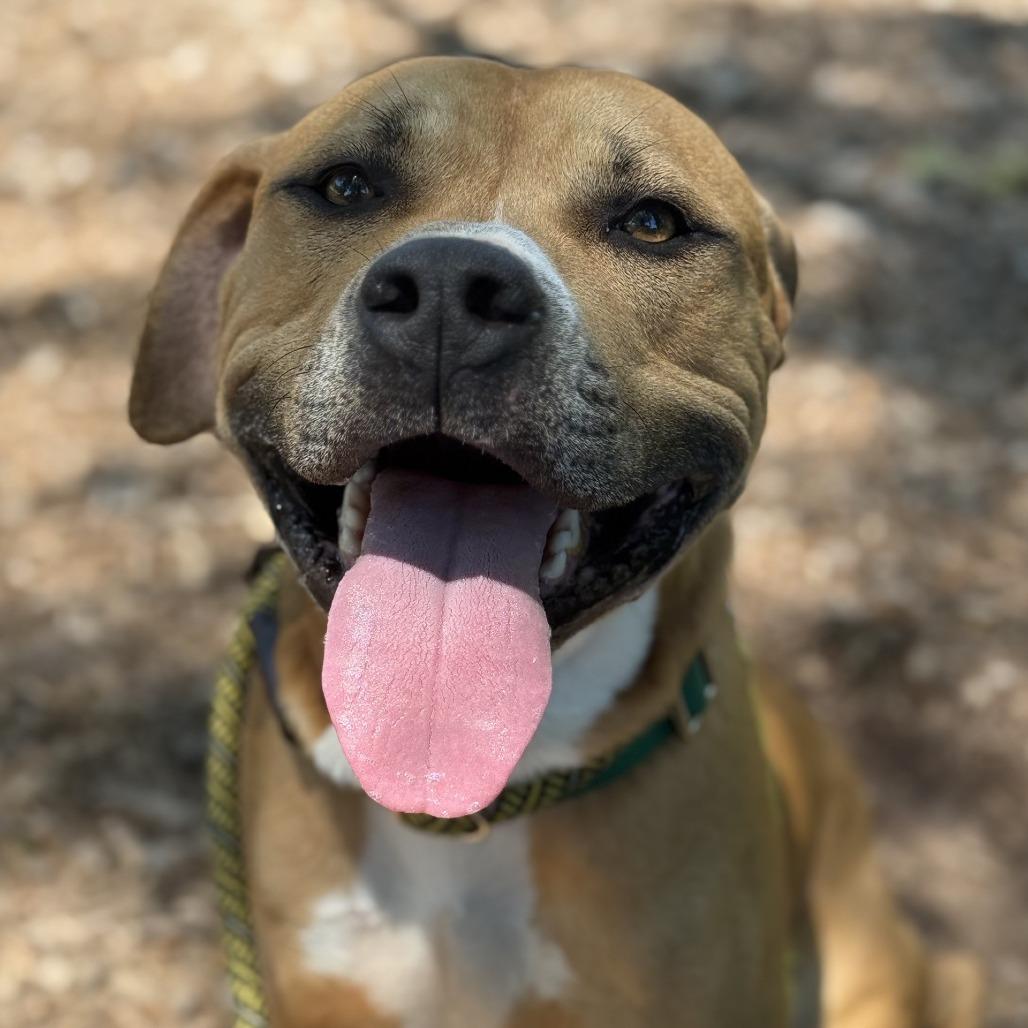 Lane, a Adoptable Pit Bull Terrier in Greensboro, NC image 1/6