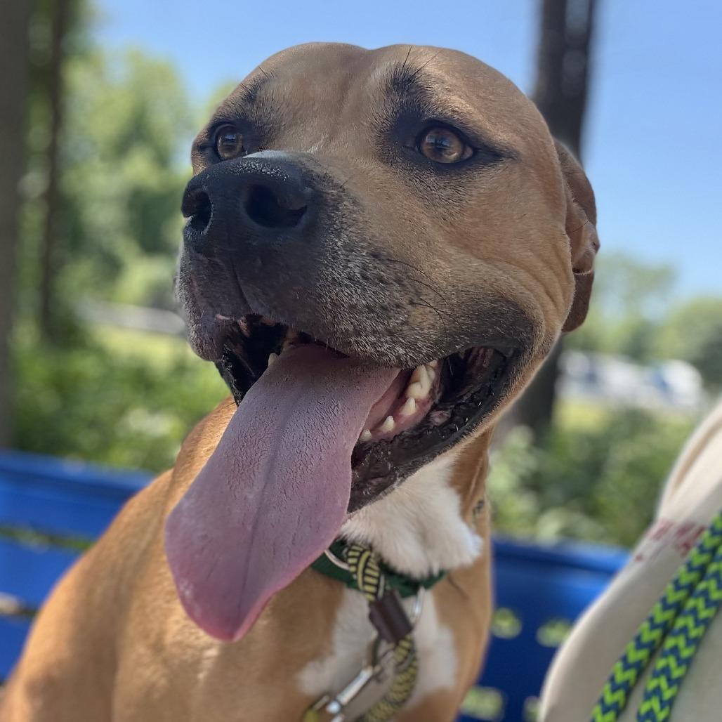 Lane, a Adoptable Pit Bull Terrier in Greensboro, NC image 2/6