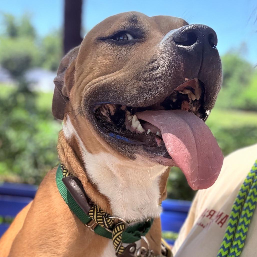 Lane, a Adoptable Pit Bull Terrier in Greensboro, NC image 3/6