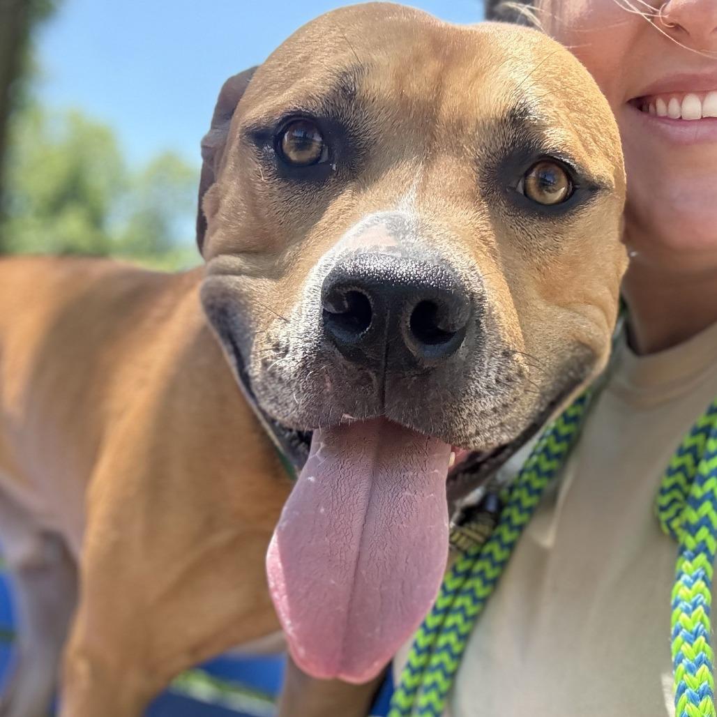 Lane, a Adoptable Pit Bull Terrier in Greensboro, NC image 4/6