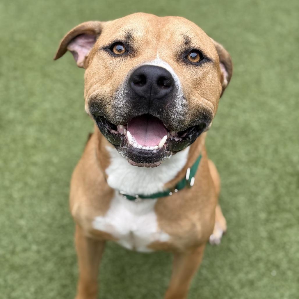 Lane, a Adoptable Pit Bull Terrier in Greensboro, NC image 5/6