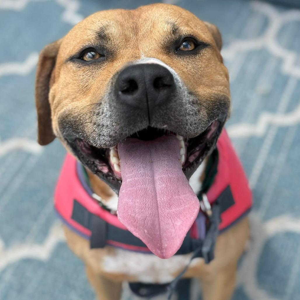 Lane, a Adoptable Mixed Breed in Greensboro, NC image 4/6
