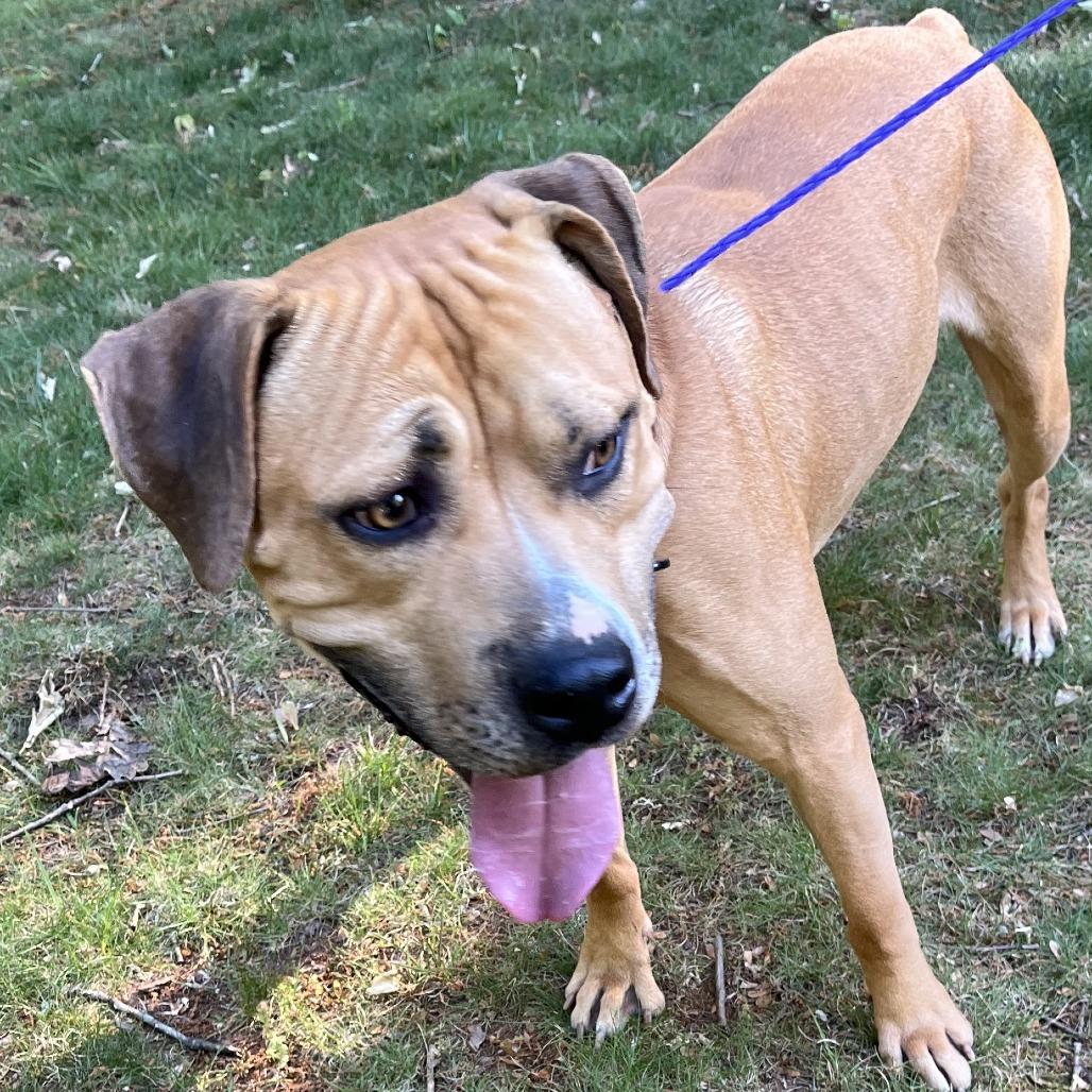 Lane, a Adoptable Pit Bull Terrier in Greensboro, NC image 6/6
