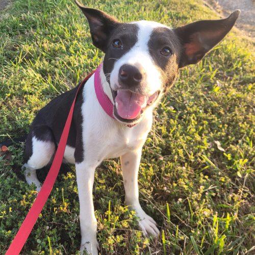 Enlarge Lainey 5885 D, a Adoptable mixed breed in Frankfort, KY image 1/6
