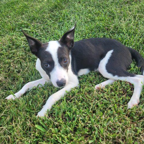 Enlarge Lainey 5885 D, a Adoptable mixed breed in Frankfort, KY image 2/6