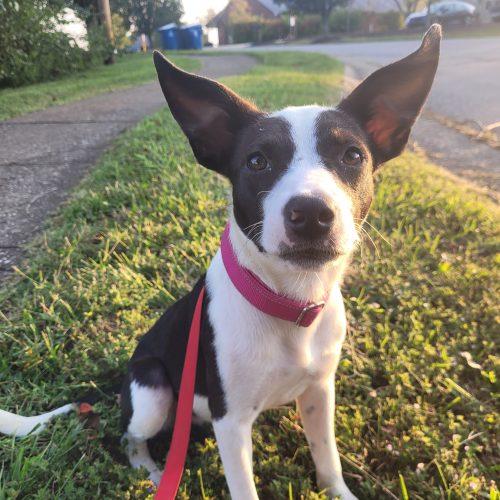 Enlarge Lainey 5885 D, a Adoptable mixed breed in Frankfort, KY image 3/6