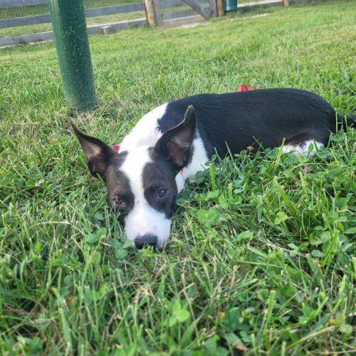 Enlarge Lainey 5885 D, a Adoptable mixed breed in Frankfort, KY image 4/6