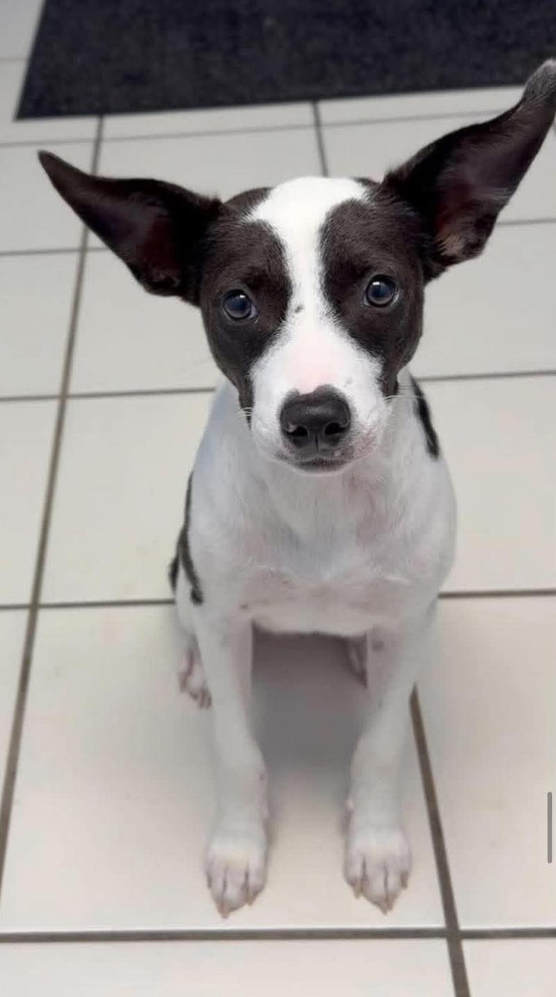 Enlarge Lainey 5885 D, a Adoptable mixed breed in Frankfort, KY image 5/6