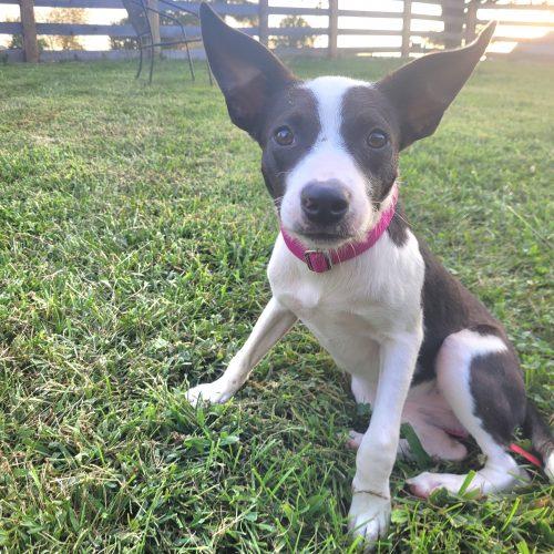 Enlarge Lainey 5885 D, a Adoptable mixed breed in Frankfort, KY image 6/6