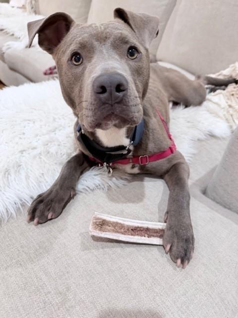 SMOKEY, Adoptable, Young Male Pit Bull Terrier.