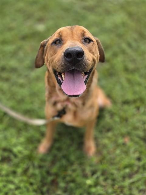 MARGARET, Adoptable, Adult Female Labrador Retriever & Mixed Breed.