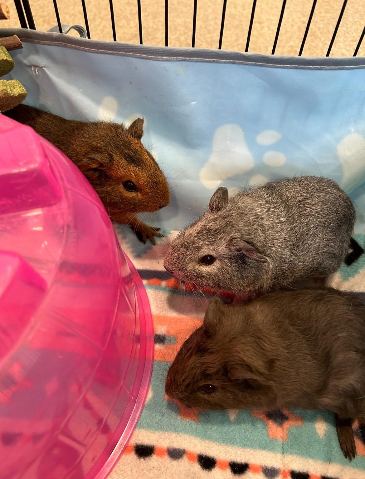 Blossom, Bubbles & Buttercup