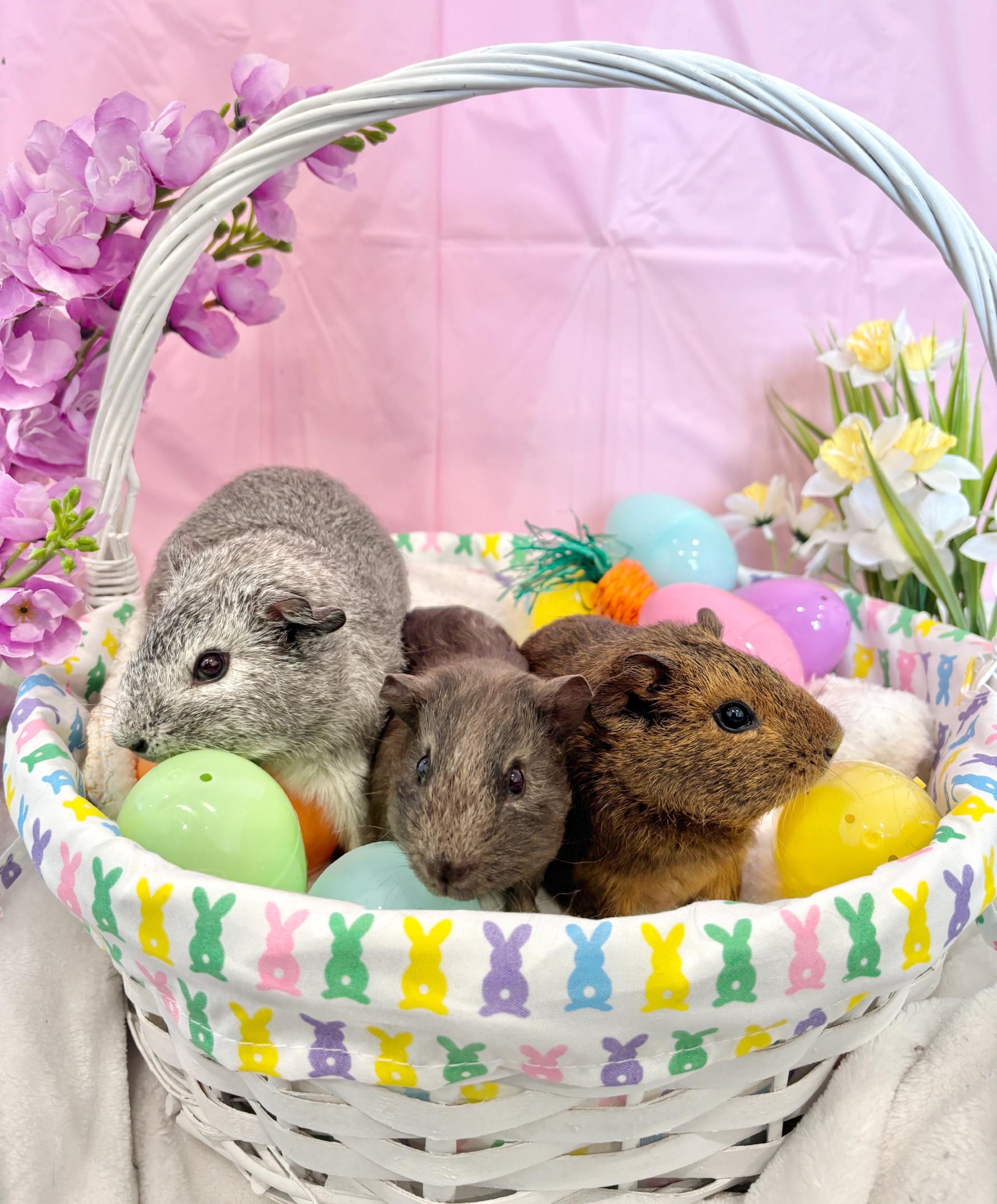 Blossom, Bubbles & Buttercup