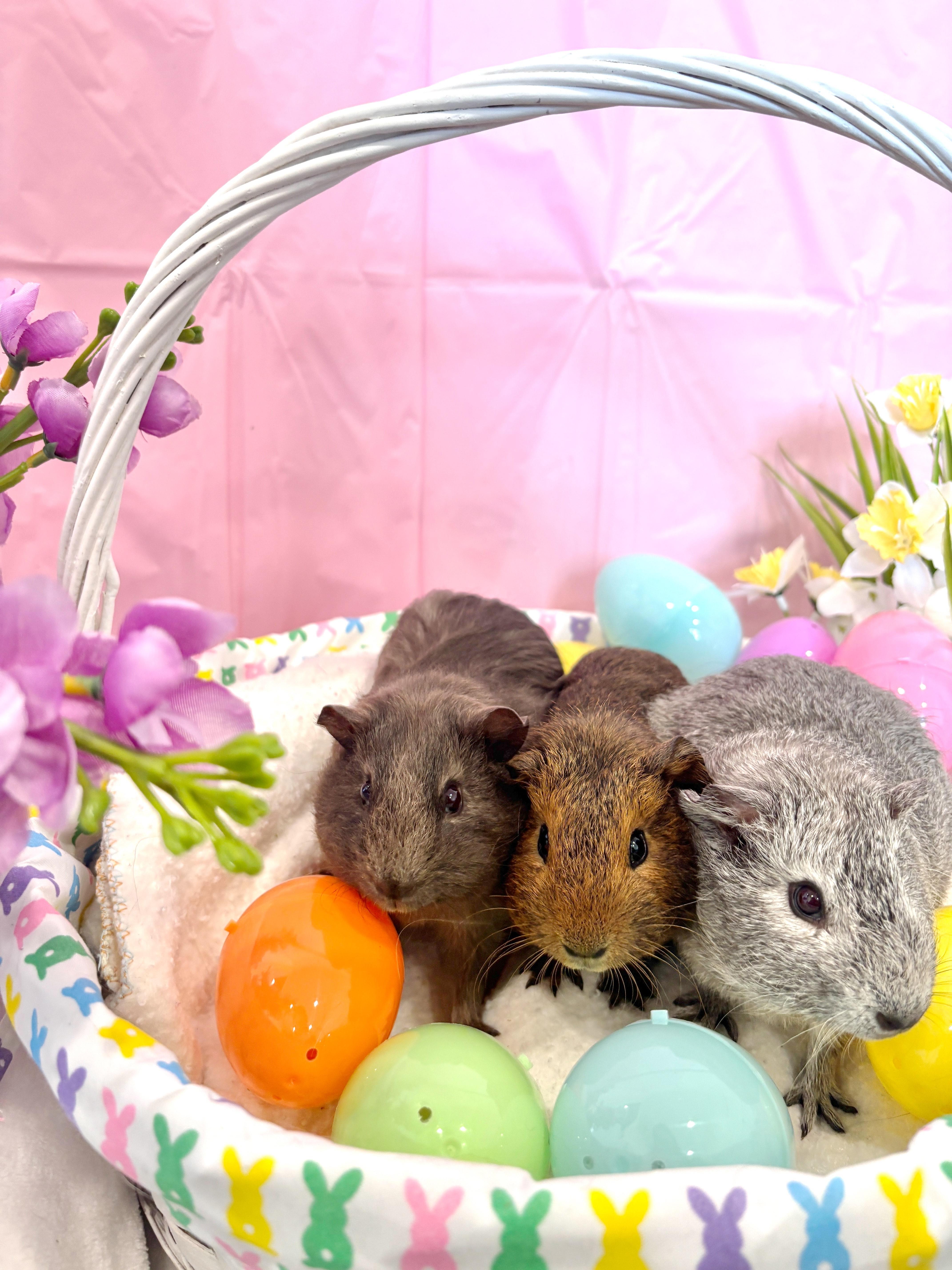 Blossom, Bubbles & Buttercup