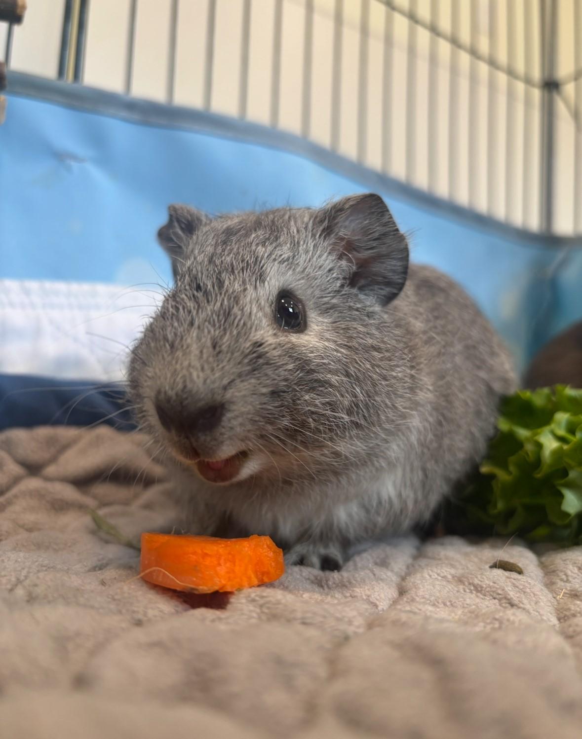 Blossom, Bubbles & Buttercup