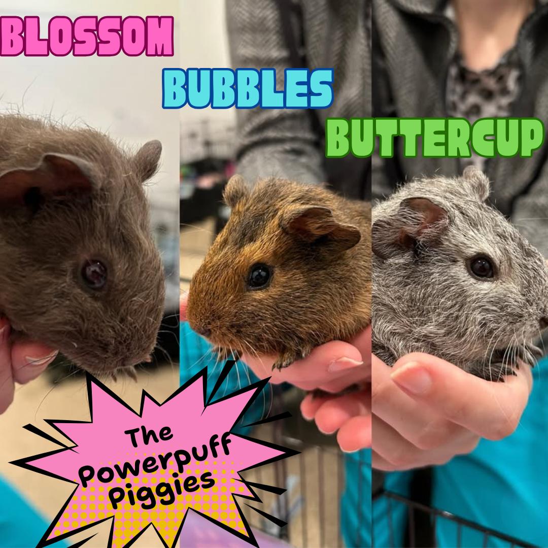 Blossom, Bubbles & Buttercup