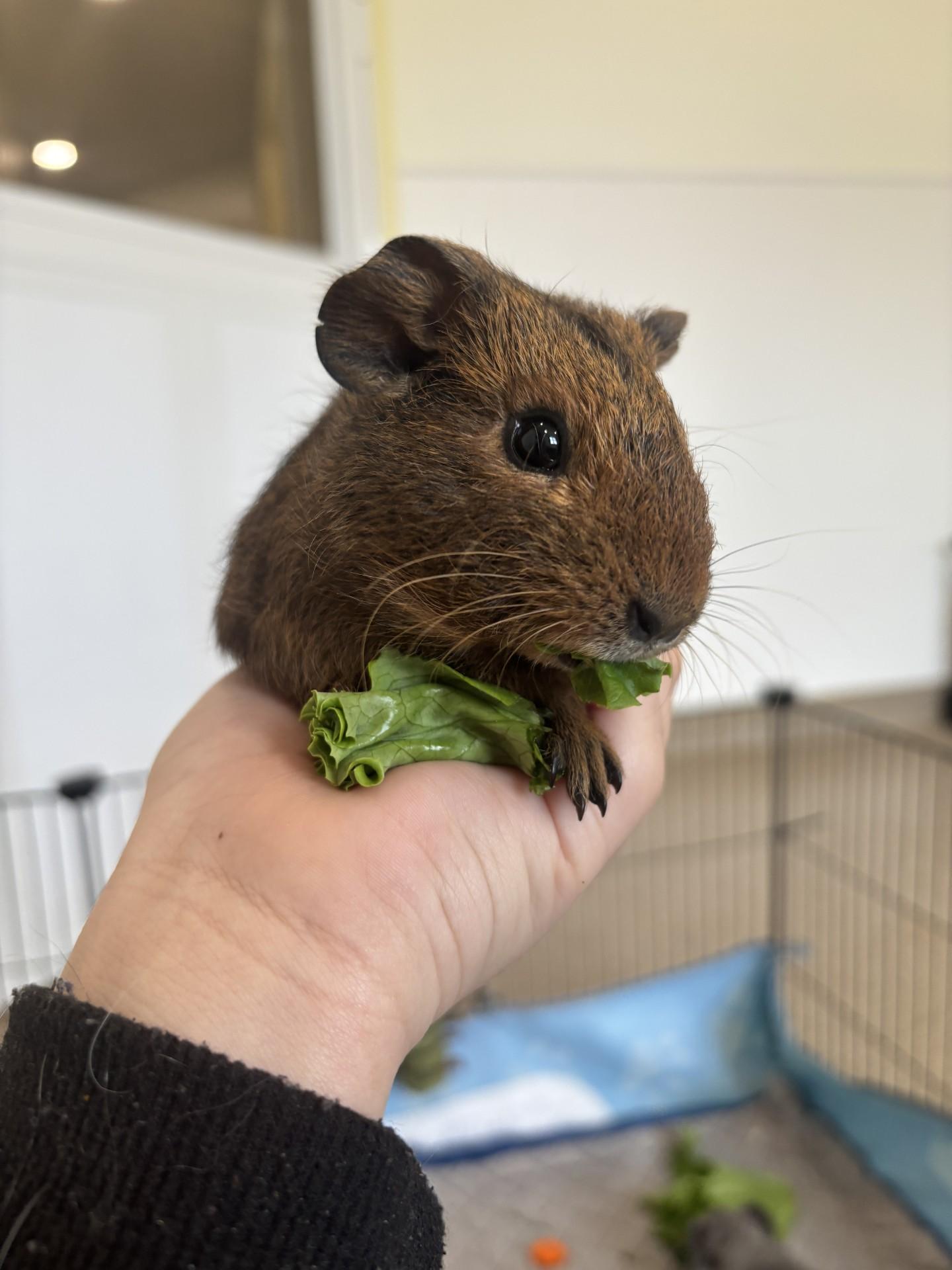 Blossom, Bubbles & Buttercup