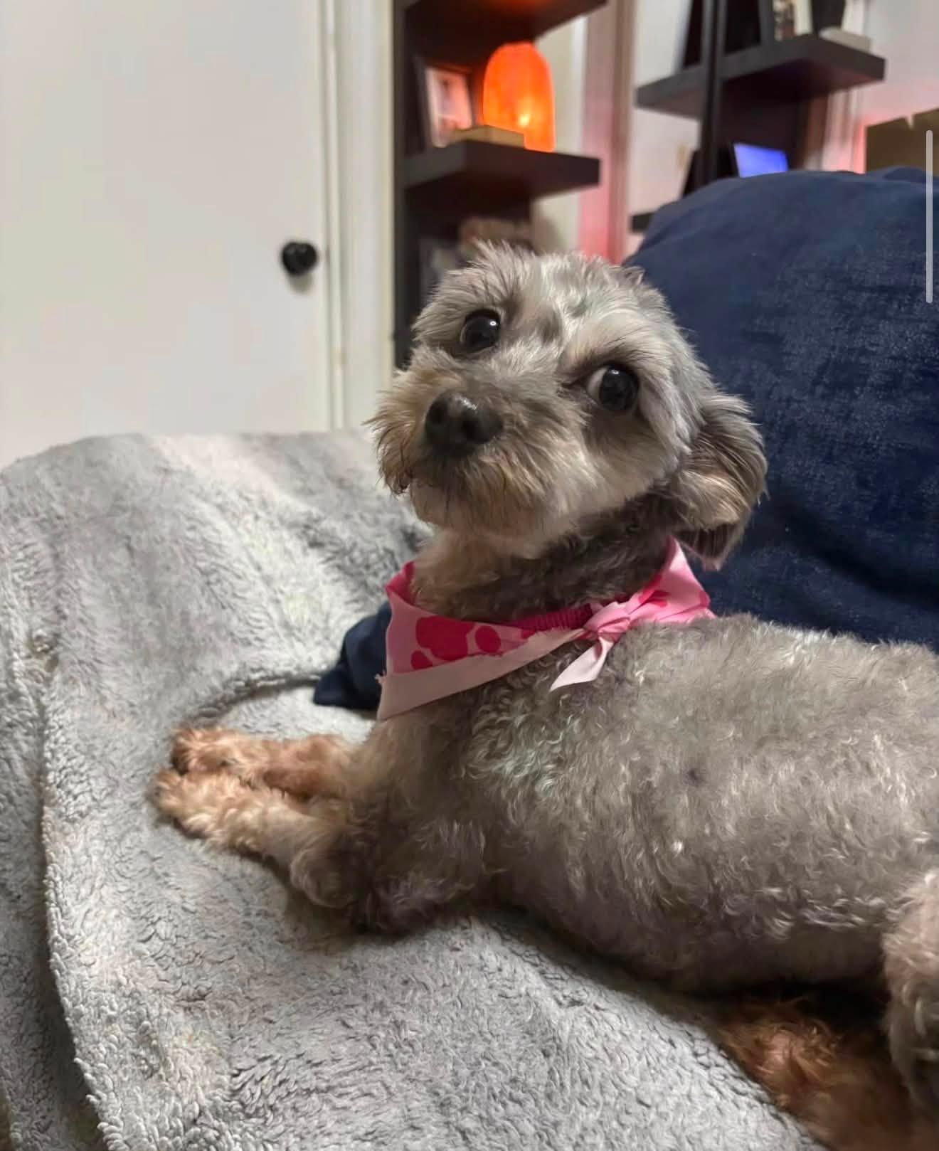 Enlarge CHIQI, a ADOPTABLE mixed breed in New York, NY image 3/6
